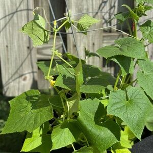 Unlisted Items clothing for Poshmark Show!